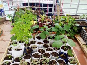 6 ưu điểm của trồng cây bằng túi vải