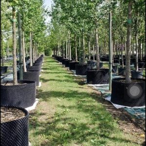 Bầu ươm thông minh có ưu điểm gì