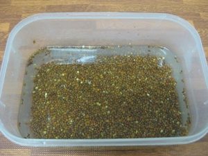 Cách xử lý hạt giống trước khi gieo trồng?