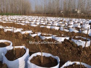 Vải địa kĩ thuật trồng cây loại nào tốt?