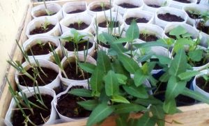 Vườn rau xanh mướt trồng bằng túi vải của ông bố hai con