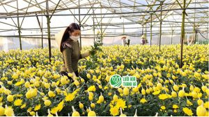 Địa chỉ cung cấp lưới bao hoa uy tín, chất lượng tại Hà Nội