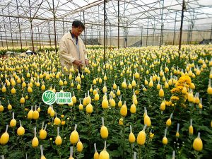 Nhập sỉ lưới hoa ở đâu giá tốt?