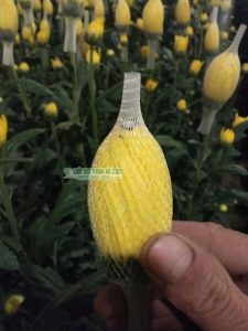 Lưới bao hoa giúp bảo vệ nụ cúc và giữ form hoa đẹp