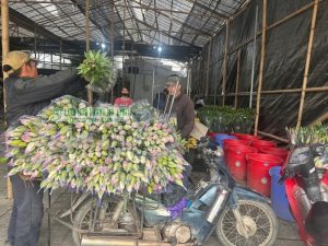 Hoa ly được bó gọn và vận chuyển từ vườn ra điểm tập kết