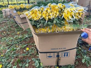Nhiều nhà vườn đã chuyển sang dùng lưới bọc hoa – Lý do là gì?