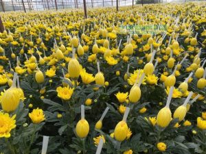 Vườn cúc được bao lưới bảo vệ nụ, giúp hoa nở đẹp và đồng đều