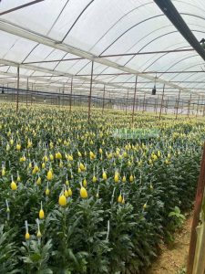 Hình ảnh vườn hoa cúc vàng được bao bằng lưới bảo vệ đầu hoa