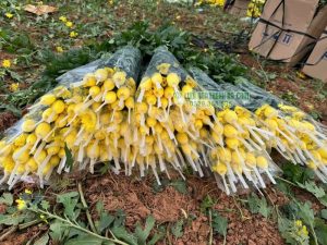 Hoa cúc được bao lưới và đóng bó gọn gàng trước khi vận chuyển