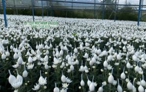 Vườn cúc được bao lưới giúp bảo vệ nụ và giữ hoa phát triển đều, đẹp