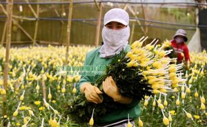 Thu hoạch hoa cúc với lưới bao hoa bảo vệ nụ