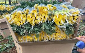 Hoa được bao lưới và đóng thùng sẵn sàng vận chuyển