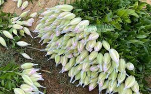 Lưới bao hoa giúp bảo vệ nụ ly và giữ form hoa đẹp